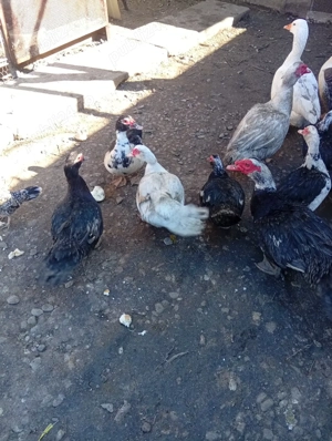 Vând Rațe și Gâște s-au Schimb - imagine 3