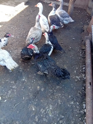 Vând Rațe și Gâște s-au Schimb - imagine 5