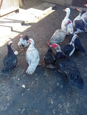 Vând Rațe și Gâște s-au Schimb - imagine 4