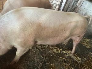 Vand porci bio 150-170KG  - imagine 2