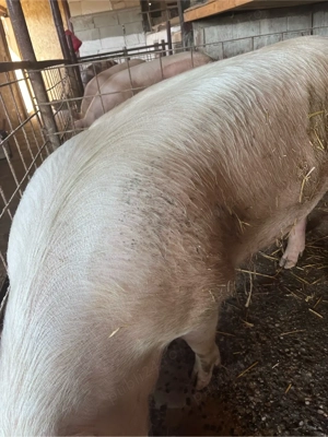 Vand porci bio 150-170KG  - imagine 4