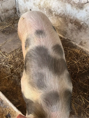 Vand porc de carne 155KG - imagine 2