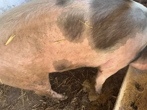 Vand porc de carne 155KG