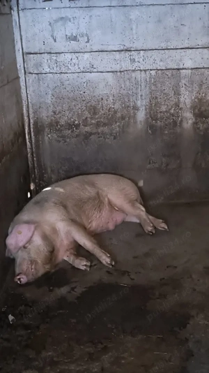 Porci de sacrificat - imagine 2