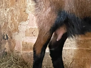 Vând Țap și Ieduță gestantă de 1 an rasa Francez Alpin - imagine 5