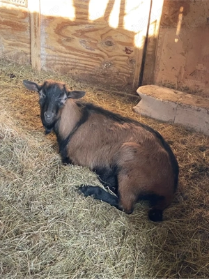 Vând Țap și Ieduță gestantă de 1 an rasa Francez Alpin - imagine 2