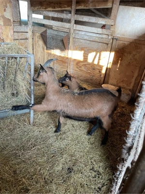 Vând Țap și Ieduță gestantă de 1 an rasa Francez Alpin - imagine 4