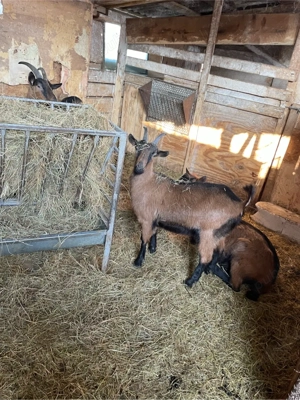 Vând Țap și Ieduță gestantă de 1 an rasa Francez Alpin - imagine 3