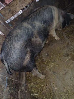 De vânzare  - imagine 2