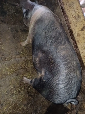 De vânzare  - imagine 3