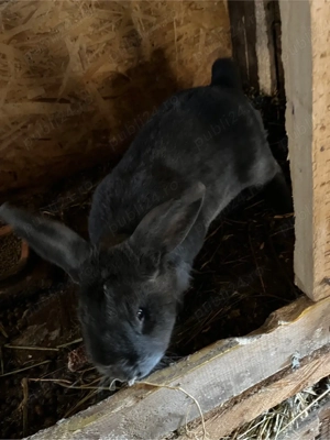 Custi iepuri de vanzare  - imagine 3