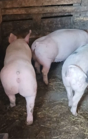 Soldani 55-60 kg - imagine 2