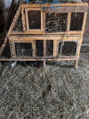 Custi iepuri de vanzare  - imagine 4