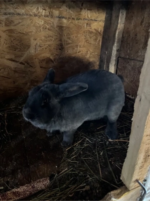 Custi iepuri de vanzare  - imagine 2