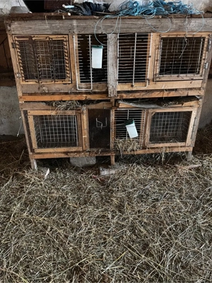 Custi iepuri de vanzare 