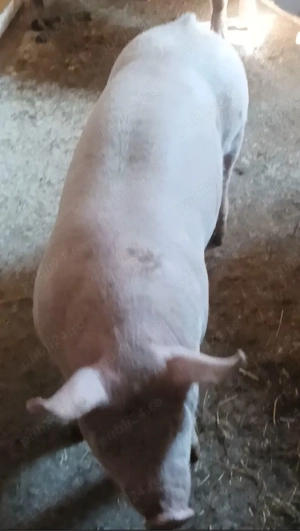 Soldani 55-60 kg - imagine 3