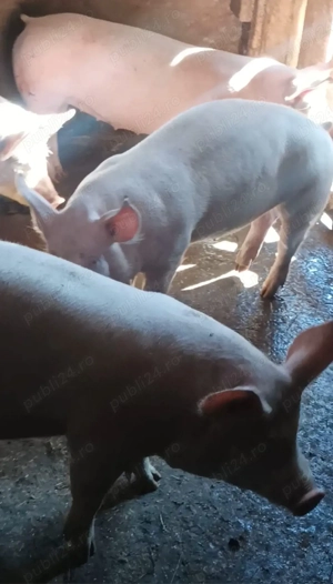 Soldani 55-60 kg - imagine 4