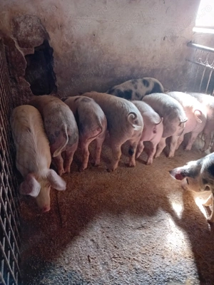 Vând soldani cu greutate între 45-60 kg - imagine 2