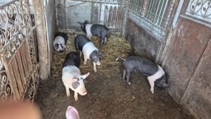 Purcei bazna 2 luni - imagine 3