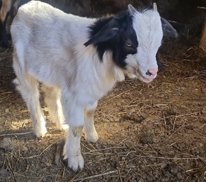 Capra la prima fatare cu ied de 8kg - imagine 4