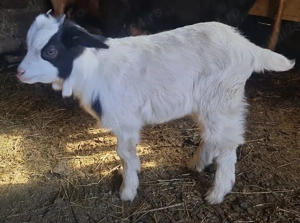 Capra la prima fatare cu ied de 8kg - imagine 3