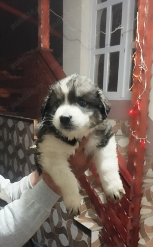 Ciobanesc caucazian mascul 