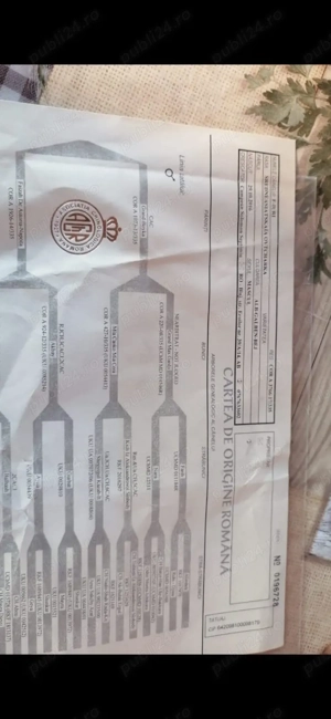 Catei Ciobanesc de Asia Centrala,Alabai - imagine 5