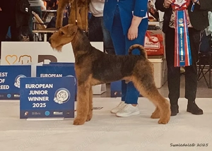catei airedale terrier din parinti campioni - imagine 6