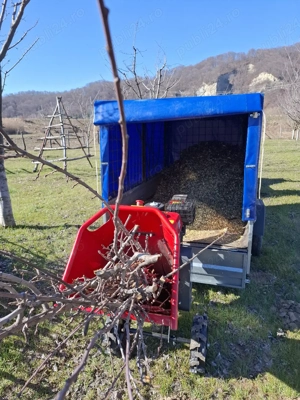 tocat crengi curatat tern 