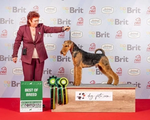 catei airedale terrier din parinti campioni - imagine 7