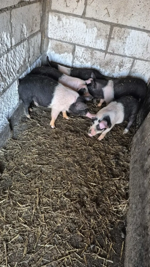 Purcei bazna 2 luni - imagine 2