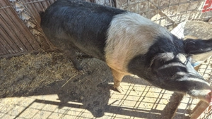 Bazna 17 lei kg in viu - imagine 2