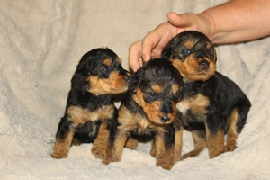 catei airedale terrier din parinti campioni - imagine 8