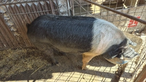 Bazna 17 lei kg in viu