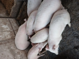 Vând purcei greutate 35-40 kg. - imagine 2