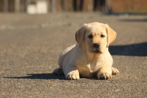 catei labrador calitate deosebita