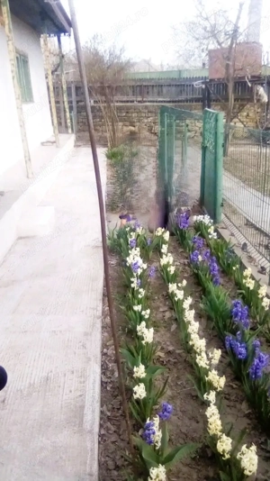 CASA batraneasca SATU NOU jud Tulcea  - imagine 4