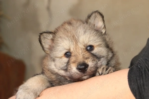  catei lup cehoslovac - imagine 4