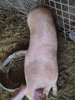 scrofiță 120 kg rasa de carne 