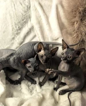 Pisica rasa sfinx. Născuți pe 24 Decembrie  - imagine 4