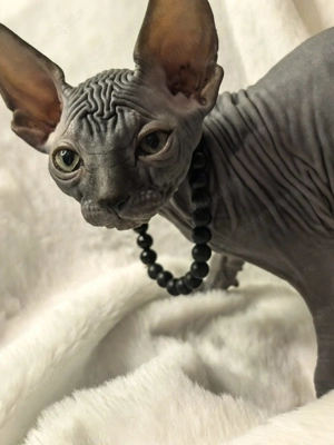 Pisica rasa sfinx. Născuți pe 24 Decembrie  - imagine 3