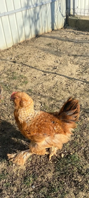 Cocosi din decembrie 2025 - imagine 4