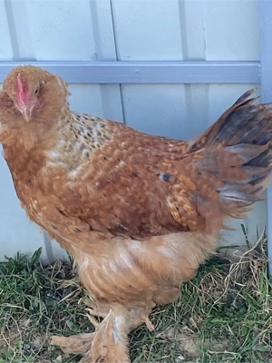 Cocosi din decembrie 2025