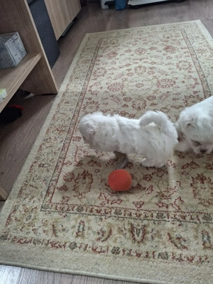 bichon maltez Dâmbovița  - imagine 5