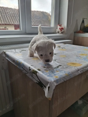 bichon maltez Dâmbovița  - imagine 4