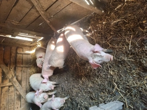 7 bucati de 12 săptămâni disponibili  - imagine 2