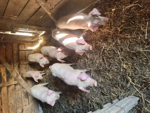 7 bucati de 12 săptămâni disponibili 