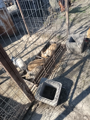 Vestitorii primaverii! - imagine 2