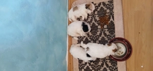 Bishon havanez de vanzare