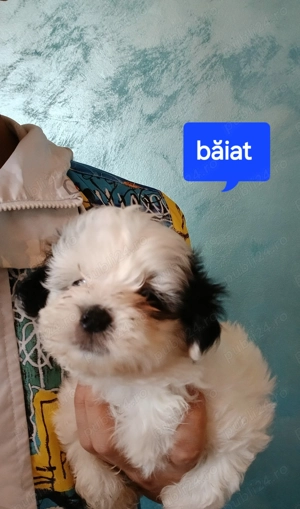 Bishon havanez de vanzare - imagine 3